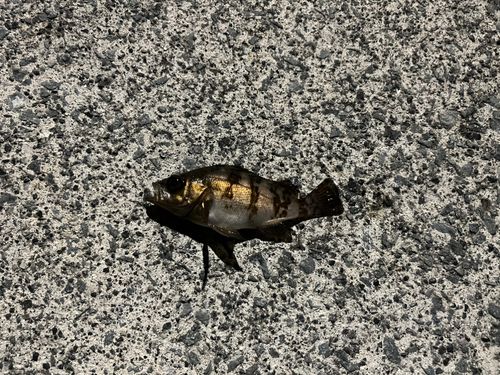 メバルの釣果