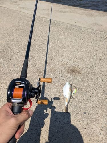 フグの釣果