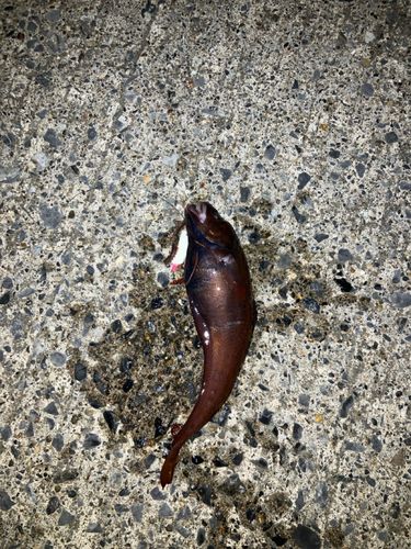 ドンコの釣果