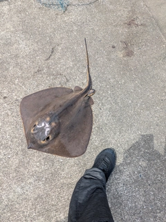 エイの釣果