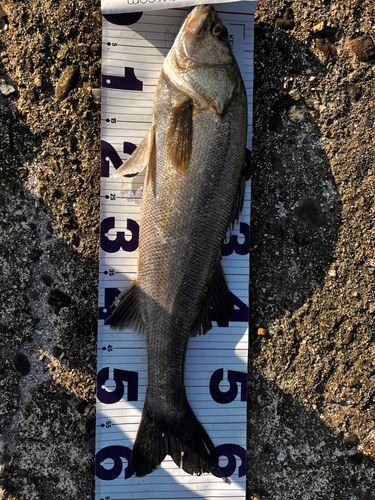 タイリクスズキの釣果