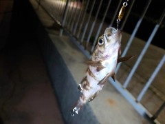 メバルの釣果