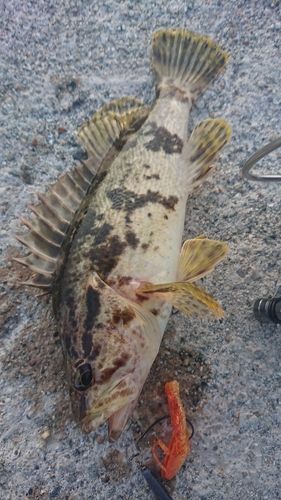 タケノコメバルの釣果
