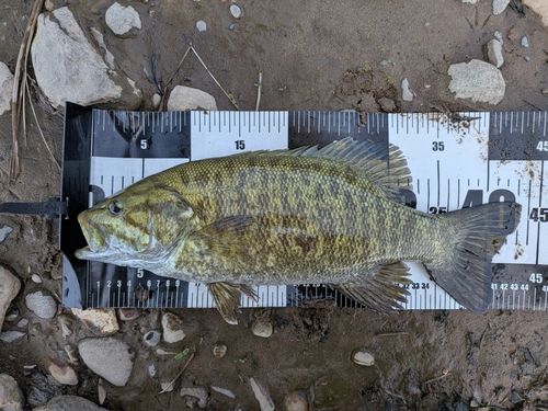 スモールマウスバスの釣果