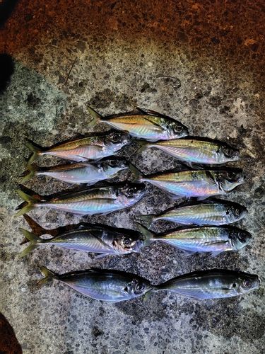 アジの釣果