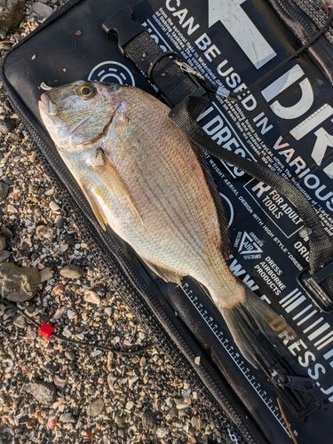 ヘダイの釣果