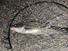 セイゴ（マルスズキ）の釣果