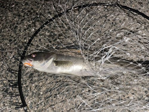 セイゴ（マルスズキ）の釣果