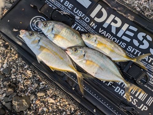 シマアジの釣果