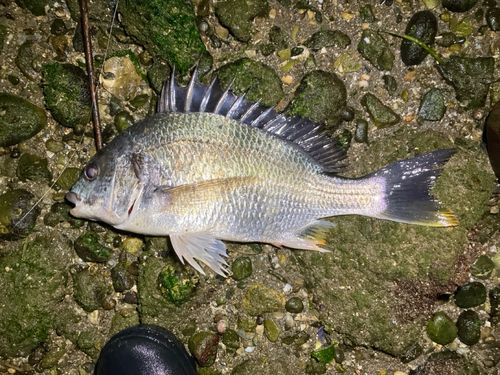 キビレの釣果