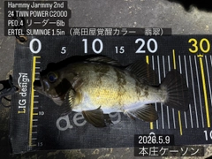 メバルの釣果