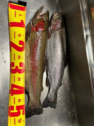 ニジマスの釣果