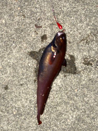ドンコの釣果