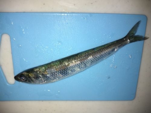 イワシの釣果