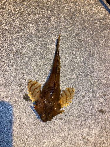 カジカの釣果