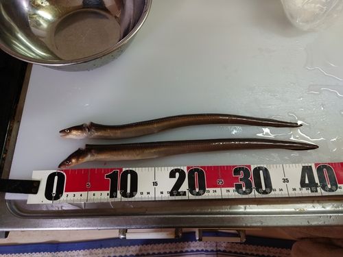 アナゴの釣果