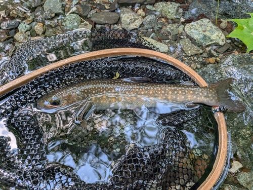 ニッコウイワナの釣果