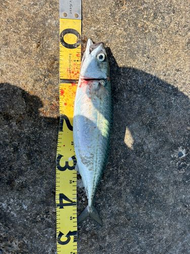 サバの釣果