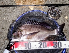クロダイの釣果