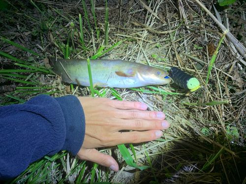 ナマズの釣果