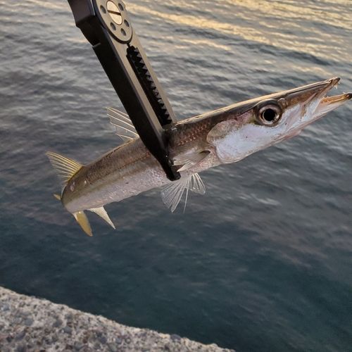 カマスの釣果