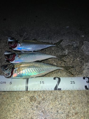 アジの釣果