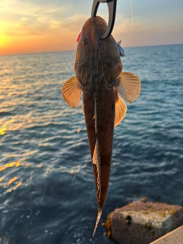 マゴチの釣果