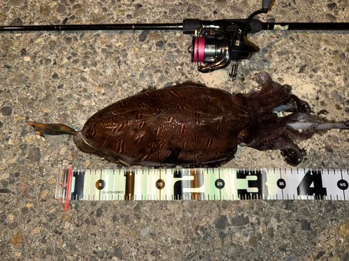 モンゴウイカの釣果