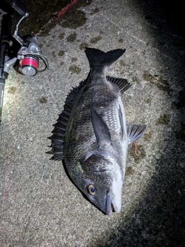 チヌの釣果