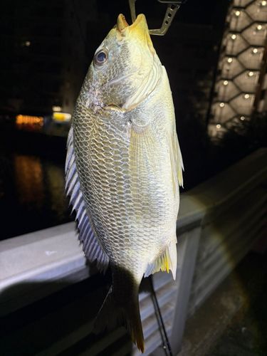 キビレの釣果