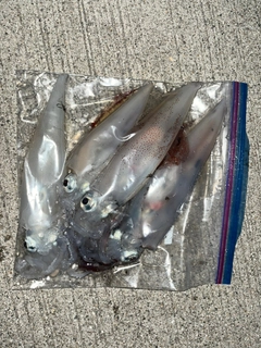 ヤリイカの釣果