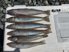 キスの釣果