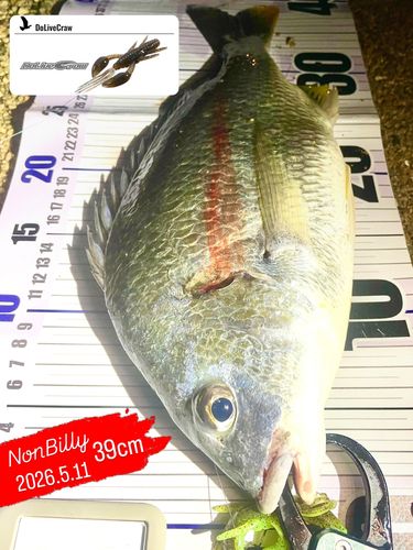 キビレの釣果