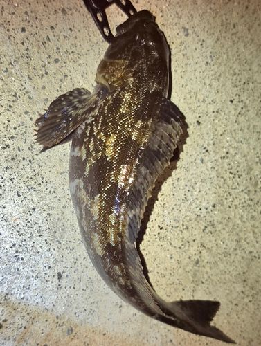 アイナメの釣果