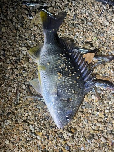 キビレの釣果