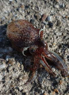 ミミイカの釣果