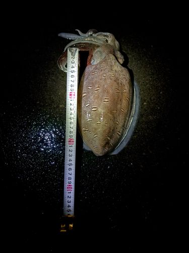 コウイカの釣果