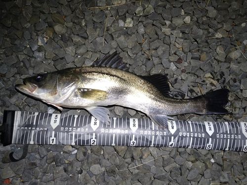 フッコ（マルスズキ）の釣果