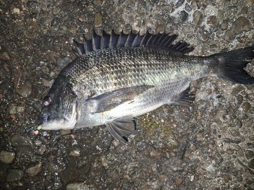チヌの釣果