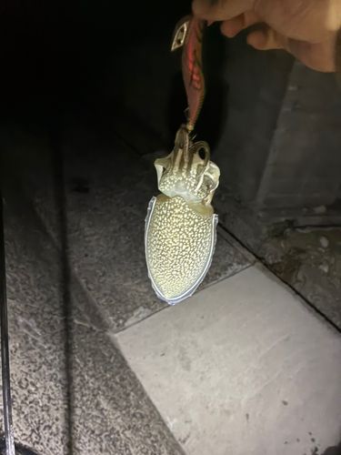 シリヤケイカの釣果