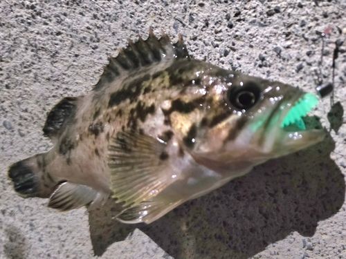クロソイの釣果