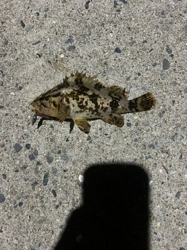 タケノコメバルの釣果
