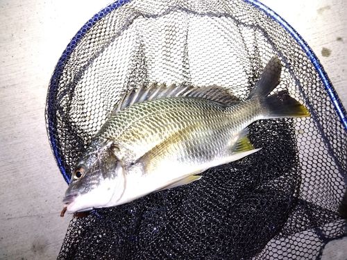 キビレの釣果