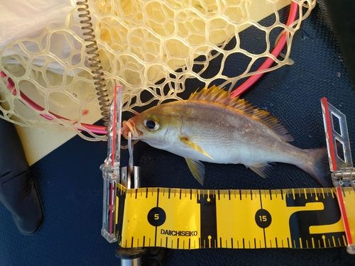 イサキの釣果