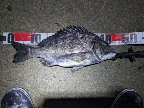 クロダイの釣果