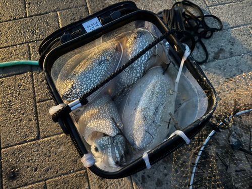 コウイカの釣果