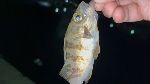 メバルの釣果