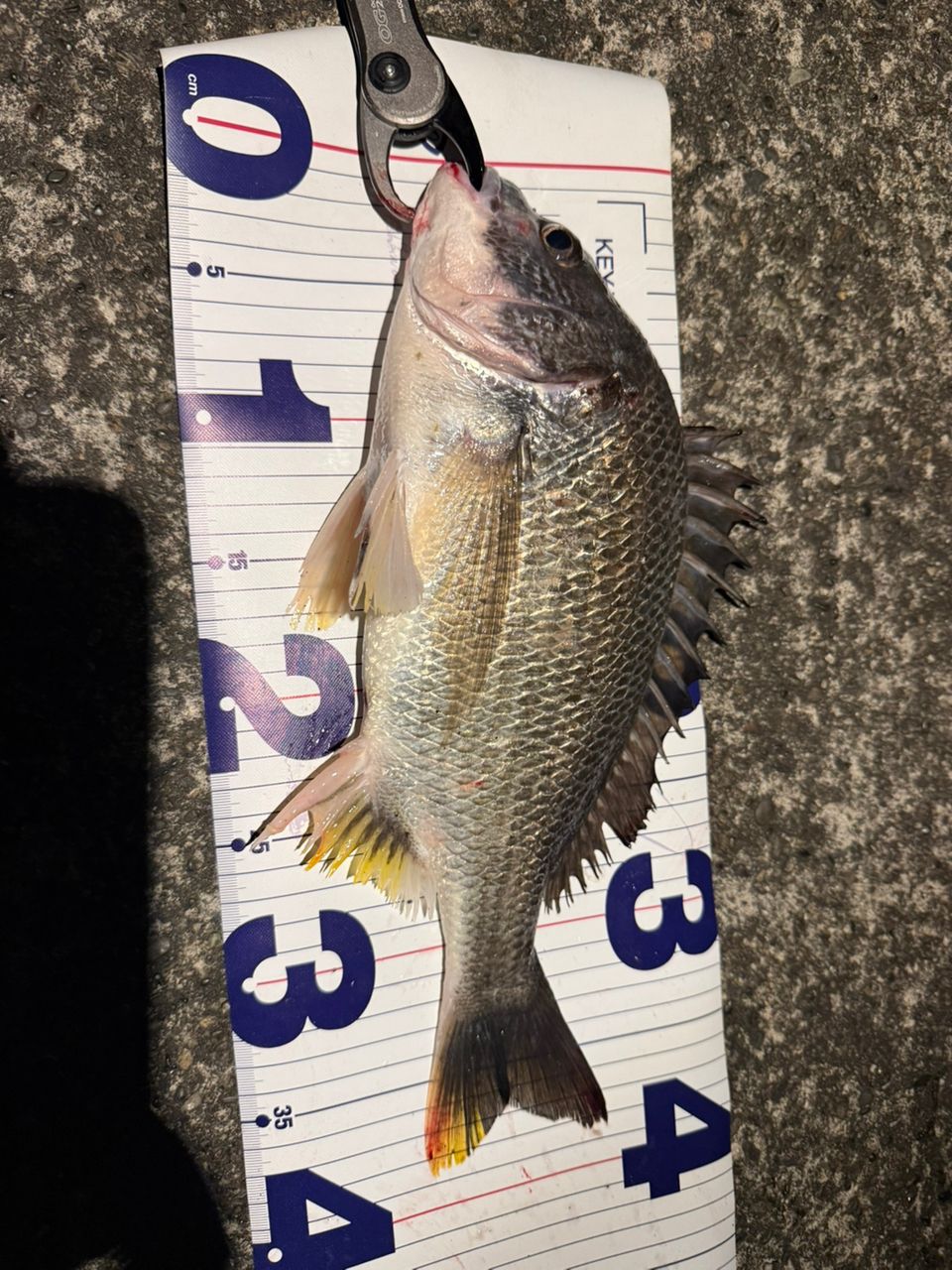 SHIMANO 18ステラ 3000MHGの最安値・インプレ・釣果 | 本音の口コミが