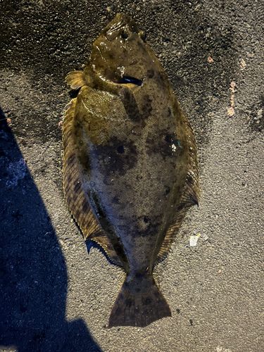 ヒラメの釣果