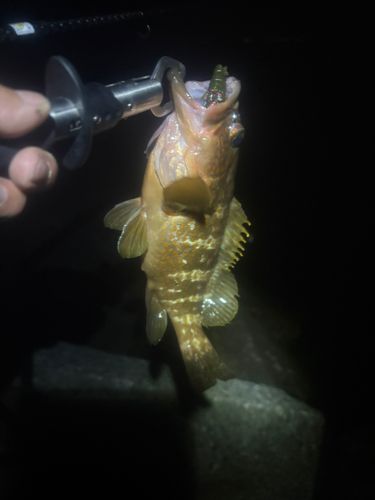 タイの釣果